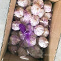 Fresh Red / Normal White Garlic 5.5 CM